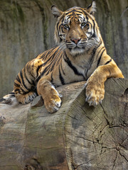 Panthera tigris sumatrae, Sumatran Tiger lies on a large trunk