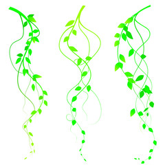 Intertwined branches with leaves isolated on white background, vector. Lianas