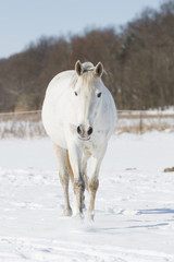 Obraz na płótnie Canvas Pferde im Schnee
