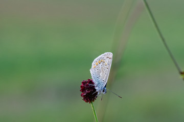 Schmetterling auf Blume seitlich