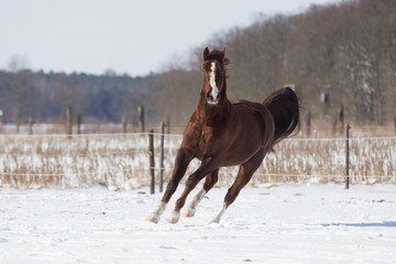 Pferde im Schnee