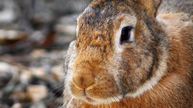 Video clip nose of an animal rabbit close-up macro video shooting