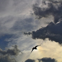 clouds & a bird