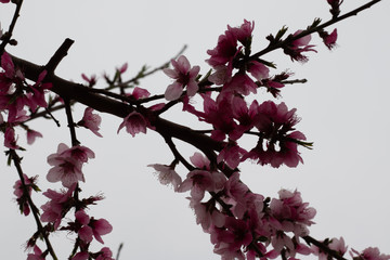 branch of cherry tree