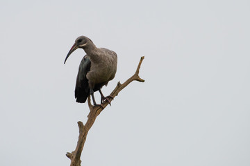 A Hadeda Ibis perched on a branch on a misty morning.