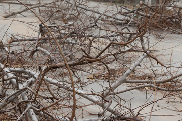 branches of a tree in winter