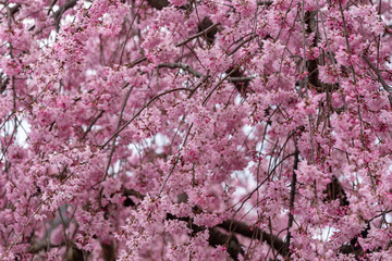 Weeping cherry blossom, Sakura