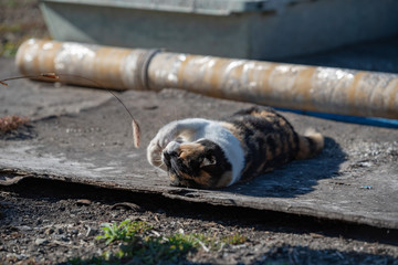 Stray cat in a fishing village,calico cat
