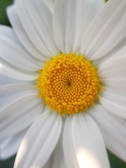 Obraz premium Close to Spring