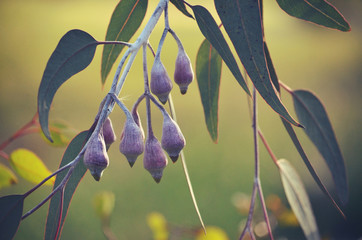 Pink buds of the Australian native Silver Princess Eucalyptus caesia, family Myrtaceae, in...