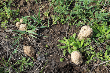 Harvesting morel mushrooms in the fields