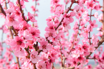 Blossoming peach tree branches, the background blurred. Spring concept