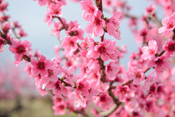 Blossoming peach tree branches, the background blurred. Spring concept