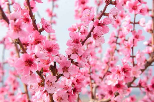 Blossoming peach tree branches, the background blurred. Spring concept