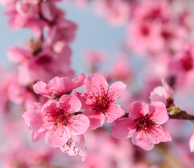 Obraz premium Blossoming peach tree branches, the background blurred. Spring concept