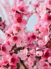 Blossoming peach tree branches, the background blurred. Spring concept