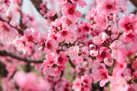 Blossoming peach tree branches, the background blurred. Spring concept