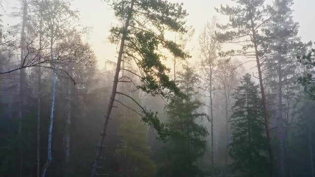 Sonnenaufgang im nebeligen Herbstwald