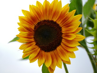 Close up image of an isolated sun flower