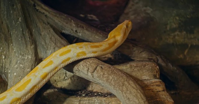 Tiger python at the zoo. Close up