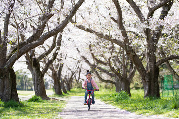 Obraz premium 桜の木の下で自転車に乗る女の子