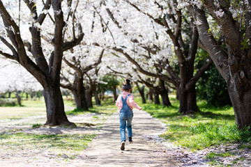 Obraz premium 桜の花の小道で遊ぶ女の子