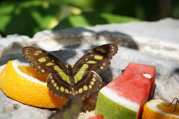 Fototapeta na wymiar Butterfly eating