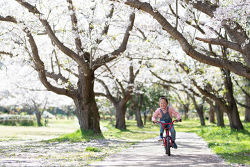 Obraz premium 桜の木の下で自転車に乗る女の子