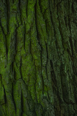 Green bark of an old oak tree close up. Texture, moss, background.