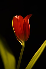 Fototapeta premium Red tulip isolated closeup on a black background. Petals are beautifully highlighted. Visible streaks. Flower as a gift, romance, love concept. Postcard, banner.