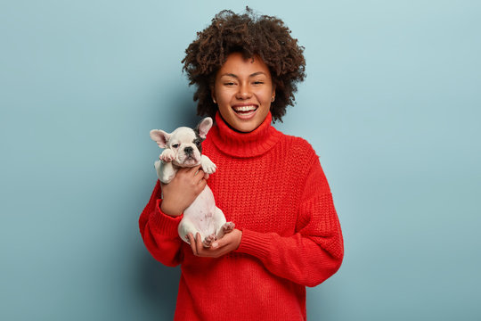 Stunning lovable girl carries little french bulldog puppy, expresses love to pet, smiles broadly, wears oversized red jumper, isolated over blue background. Women, animals and relationship concept