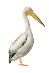 Fototapeta na wymiar pelican isolated on white