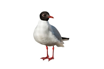  Black-headed Gull isolated on white