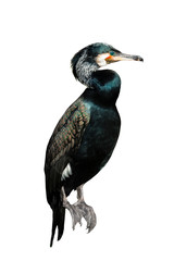  cormorant bird isolated on white