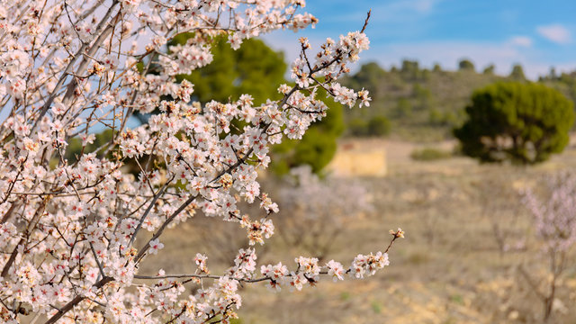 Beautiful almond tree blossom at Hellin in Castilla La Mancha, Spain, with blue sky and sunshine