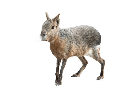 patagonian mara isolated on a white