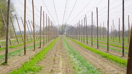 Landschaft Blumen Feld 