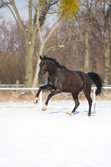 Oldenburger Stute im Schnee