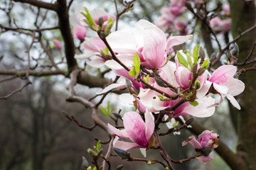Fototapeta na wymiar Magnolia tree blooms after a early morning spring rain.