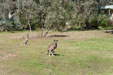 Two Eastern Grey Kangaroos in the wild