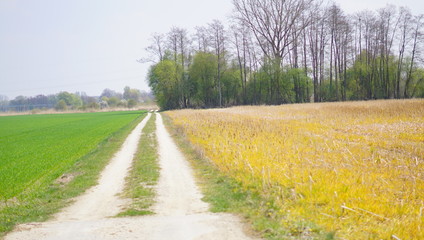 Landschaft Blumen Feld 