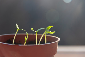 sprouted sprouts in a pot on the windowsill