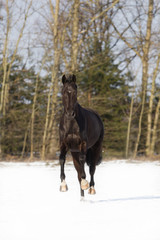 Oldenburger Stute im Schnee