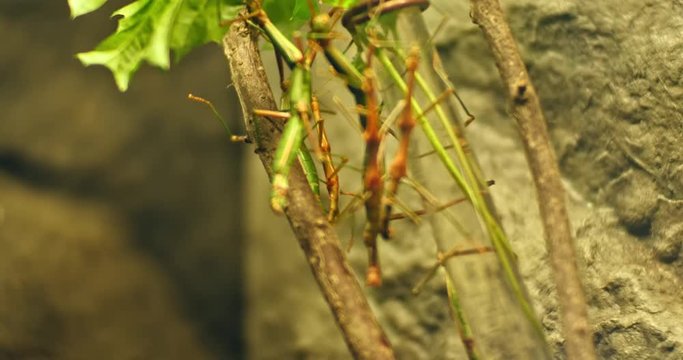 Walking stick insect , extreme close up, magnification