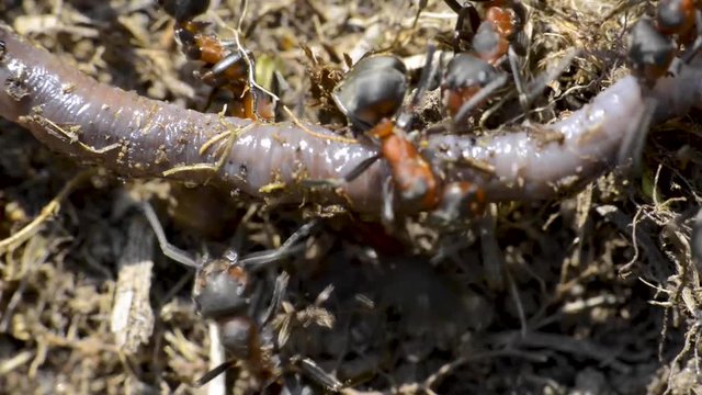 les fourmis attaquent le ver de terre