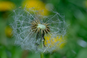 Yellow dandelion on a background of green grass.