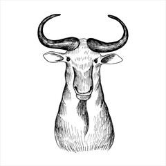 vector hand drawn head of bizon © cat_arch_angel