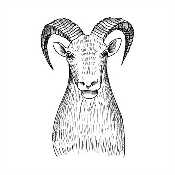 vector hand drawn head of mutton