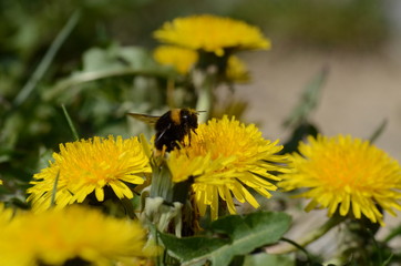 bee on a flower