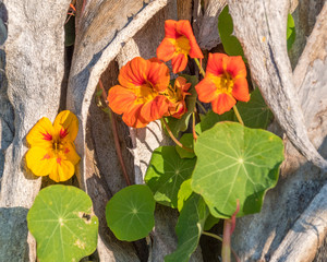 fleurs dans les écorces d'un arbre